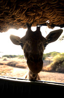 GiraffeLewa_012