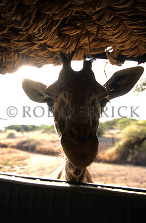 GiraffeLewa_012