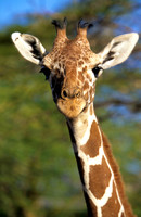 GiraffeLewa_008