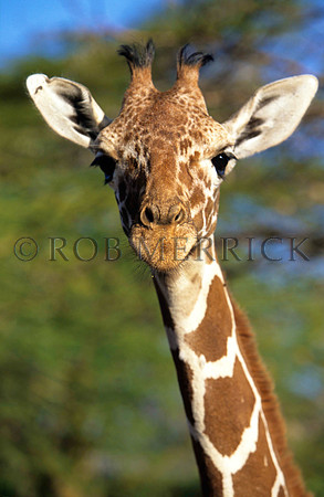 GiraffeLewa_008