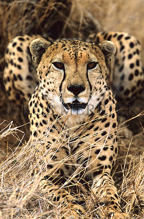 CheetahLewa_037