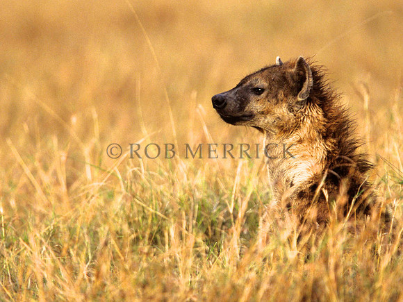 HyenaMara_015