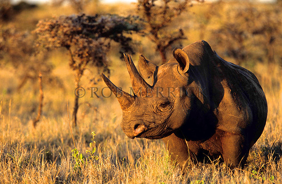 BlackRhinoLewa_012