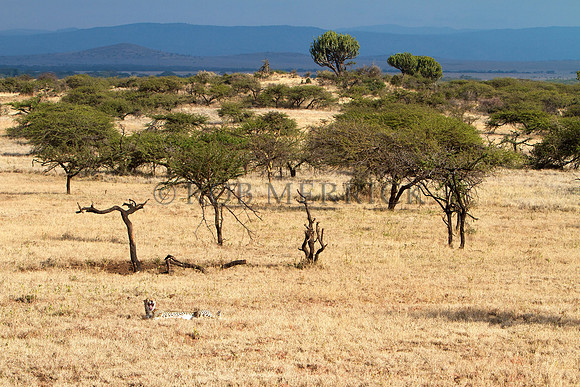 CheetahLewa_031