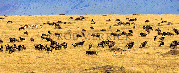 LionMara_033