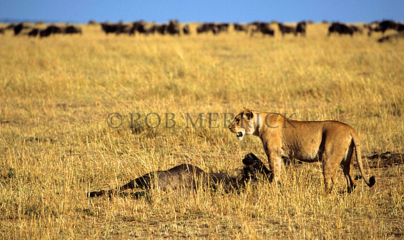 LionMara_037