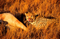 CheetahLewa_017