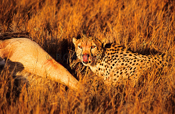 CheetahLewa_017