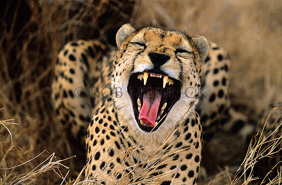 CheetahLewa_036