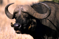 CapeBuffaloLewa_011