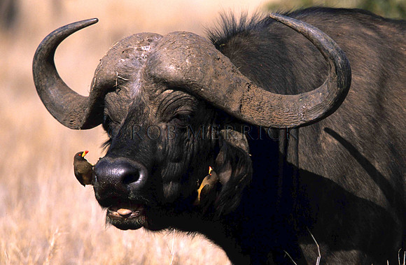 CapeBuffaloLewa_011