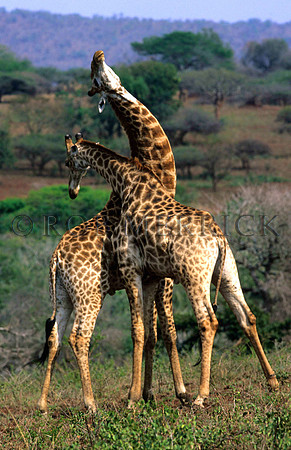 GiraffePhinda_002