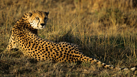 CheetahLewa_005