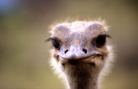 OstrichLewa_004