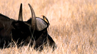 CapeBuffaloLewa_005