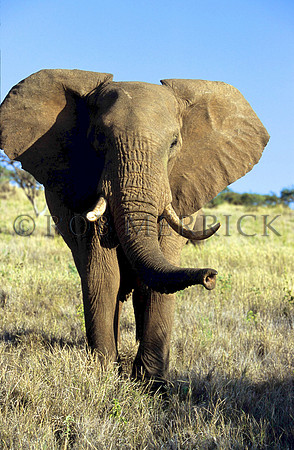 ElephantLewa_012