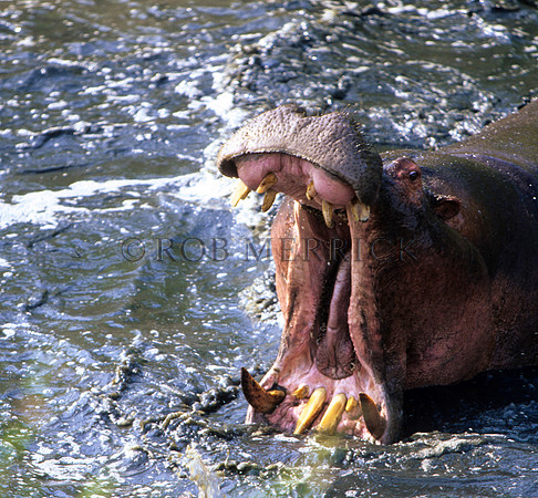HippoMara_003