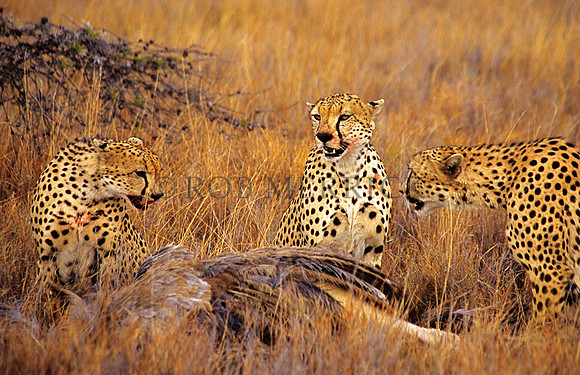 CheetahLewa_020