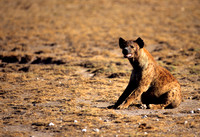 HyenaAmboseli_005
