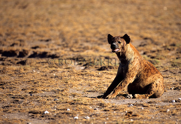 HyenaAmboseli_005