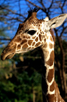 GiraffeLewa_009