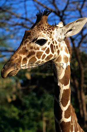 GiraffeLewa_009