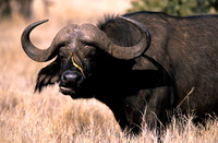 CapeBuffaloLewa_008