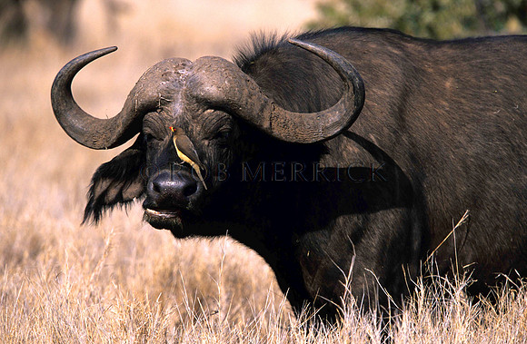 CapeBuffaloLewa_008