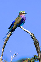 Lilac-breastedRollerLewa_001