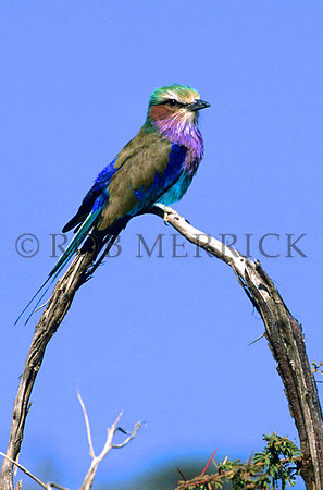 Lilac-breastedRollerLewa_001