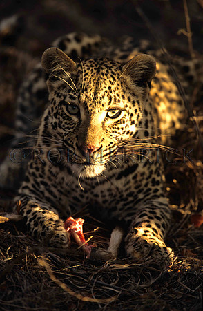 LeopardLondolozi_001