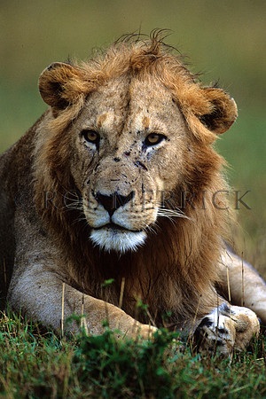 LionMara_040