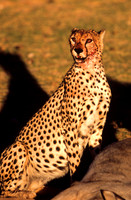 CheetahAmboseli_001