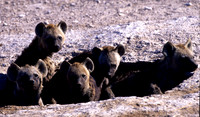 HyenaAmboseli_001