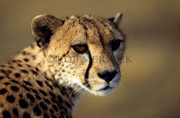 CheetahMara_002