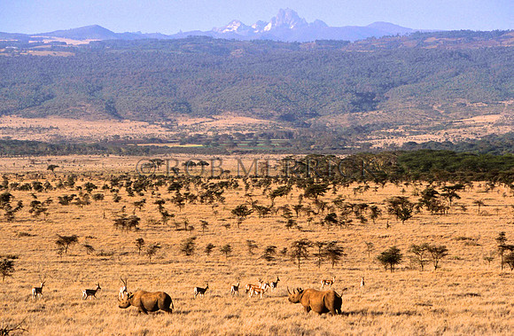 Lewa_001