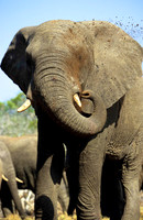 ElephantLewa_003
