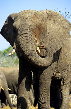 ElephantLewa_003