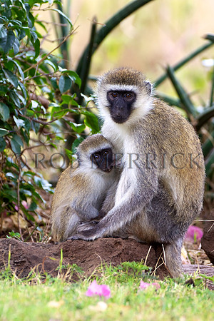VervetMonkeyLewa_005
