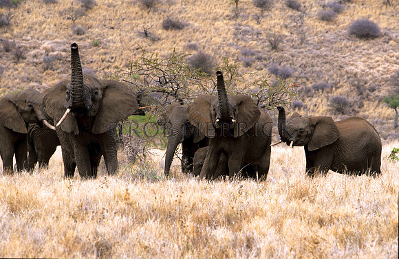 ElephantLewa_009