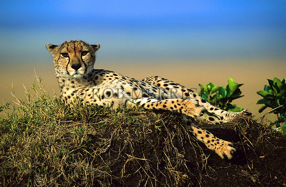 CheetahMara_014