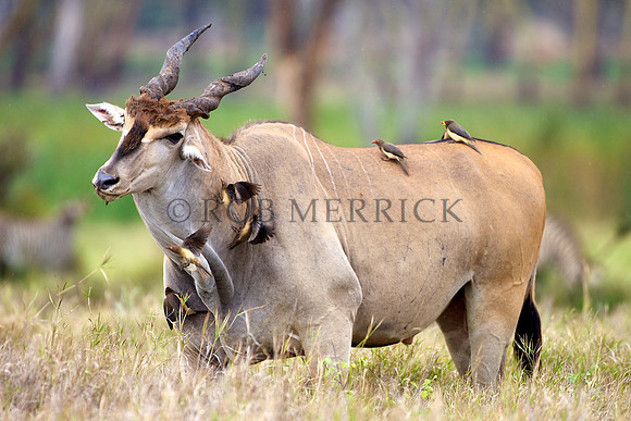 ElandLewa_001