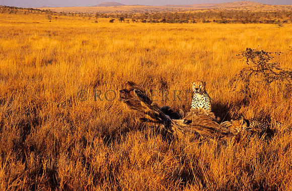 CheetahLewa_019