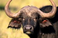 CapeBuffaloLewa_001