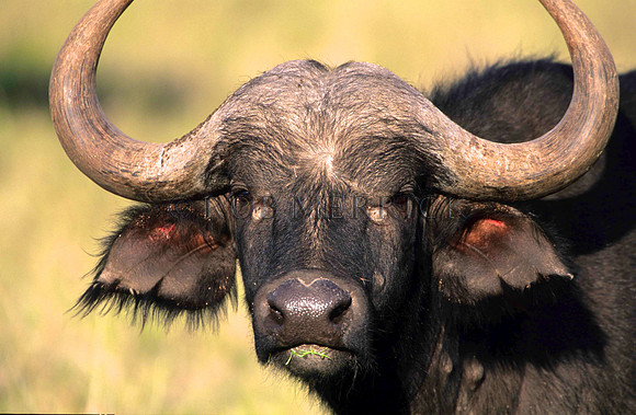 CapeBuffaloLewa_001