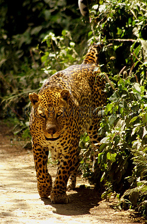 LeopardNakuru_001