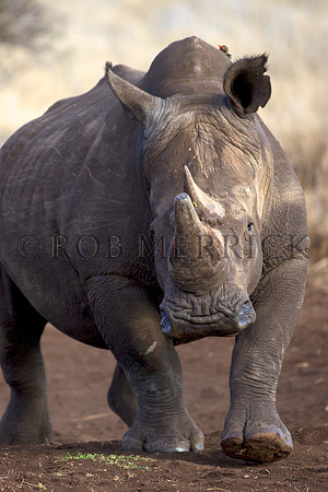 WhiteRhinoLewa_007