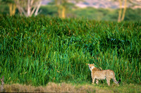 CheetahLewa_002