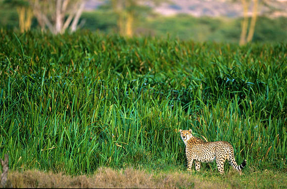 CheetahLewa_002