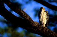 HawkEagleLewa_003